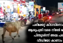 mother-cow-follows-injured-calf-to-hospital