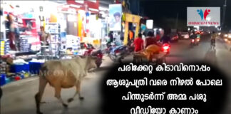 mother-cow-follows-injured-calf-to-hospital