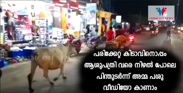 cow-follows-her-calf mother-cow-follows-injured-calf-to-hospital