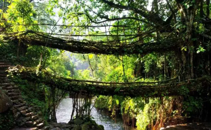 double-decker-living-root-bridge