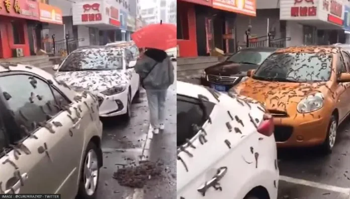 worm rain inm china