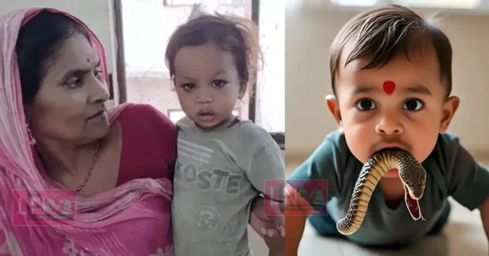 two year old boy killed the cobra by bitting