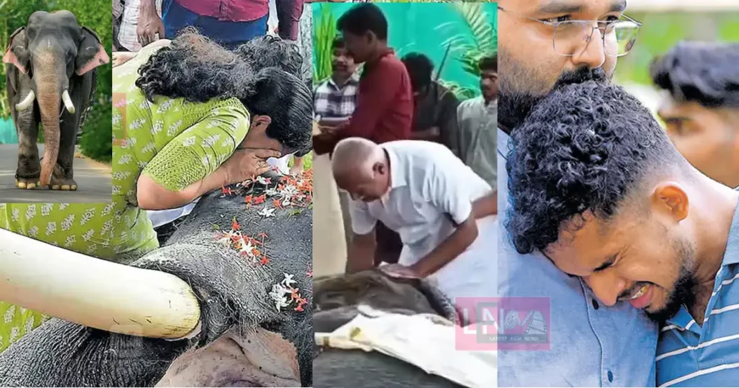 majestic elephant erattu petta ayyappan died