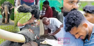 ശാന്തതയുടെ മൂർത്തിഭാവം, ഈരാറ്റുപേട്ട അയ്യപ്പൻ ഓർമ്മയായി; വിതുമ്പിക്കരഞ്ഞ് ആനപ്രേമികൾ