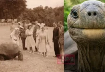 രണ്ട് ലോകമഹായുദ്ധങ്ങൾ, ഇന്റർനെറ്റ്, എലിസബത്ത് രാജ്ഞി… ചരിത്രം കണ്ട് മടുക്കാതെ 193 -ാം വയസ്സിൽ ജോനാഥൻ!