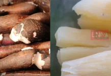 ലോകത്തിലെ ‘ഏറ്റവും അപകടകാരിയായ’ ഭക്ഷണം? ലയാളികളുടെ സ്വന്തം ‘കപ്പ’ വർഷന്തോറും 200 മരണം, ഒളിഞ്ഞിരിക്കുന്ന അപകടം