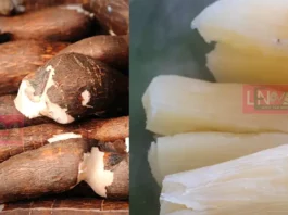 ലോകത്തിലെ ‘ഏറ്റവും അപകടകാരിയായ’ ഭക്ഷണം? ലയാളികളുടെ സ്വന്തം ‘കപ്പ’ വർഷന്തോറും 200 മരണം, ഒളിഞ്ഞിരിക്കുന്ന അപകടം