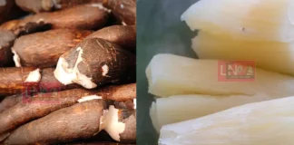 ലോകത്തിലെ ‘ഏറ്റവും അപകടകാരിയായ’ ഭക്ഷണം? ലയാളികളുടെ സ്വന്തം ‘കപ്പ’ വർഷന്തോറും 200 മരണം, ഒളിഞ്ഞിരിക്കുന്ന അപകടം