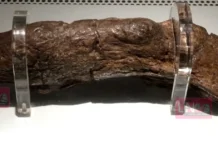 1200 വർഷം പഴക്കമുള്ള ഒരു ‘വിസർജ്ജ്യ ഇതിഹാസം’; ബ്രിട്ടീഷ് കിരീടത്തേക്കാൾ വിലപിടിപ്പുള്ളതെന്ന് ശാസ്ത്രജ്ഞർ!