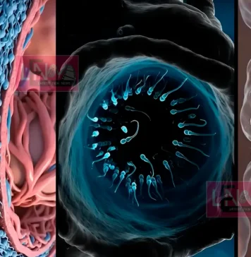 സ്ഖ#ലനം ചെയ്യപ്പെടാത്ത ബീ#ജത്തിന് യഥാർത്ഥത്തിൽ എന്ത് സംഭവിക്കുന്നുവെന്ന് വ്യക്തമാക്കുന്ന ഞെട്ടിക്കുന്ന സിമുലേഷൻ വീഡിയോ